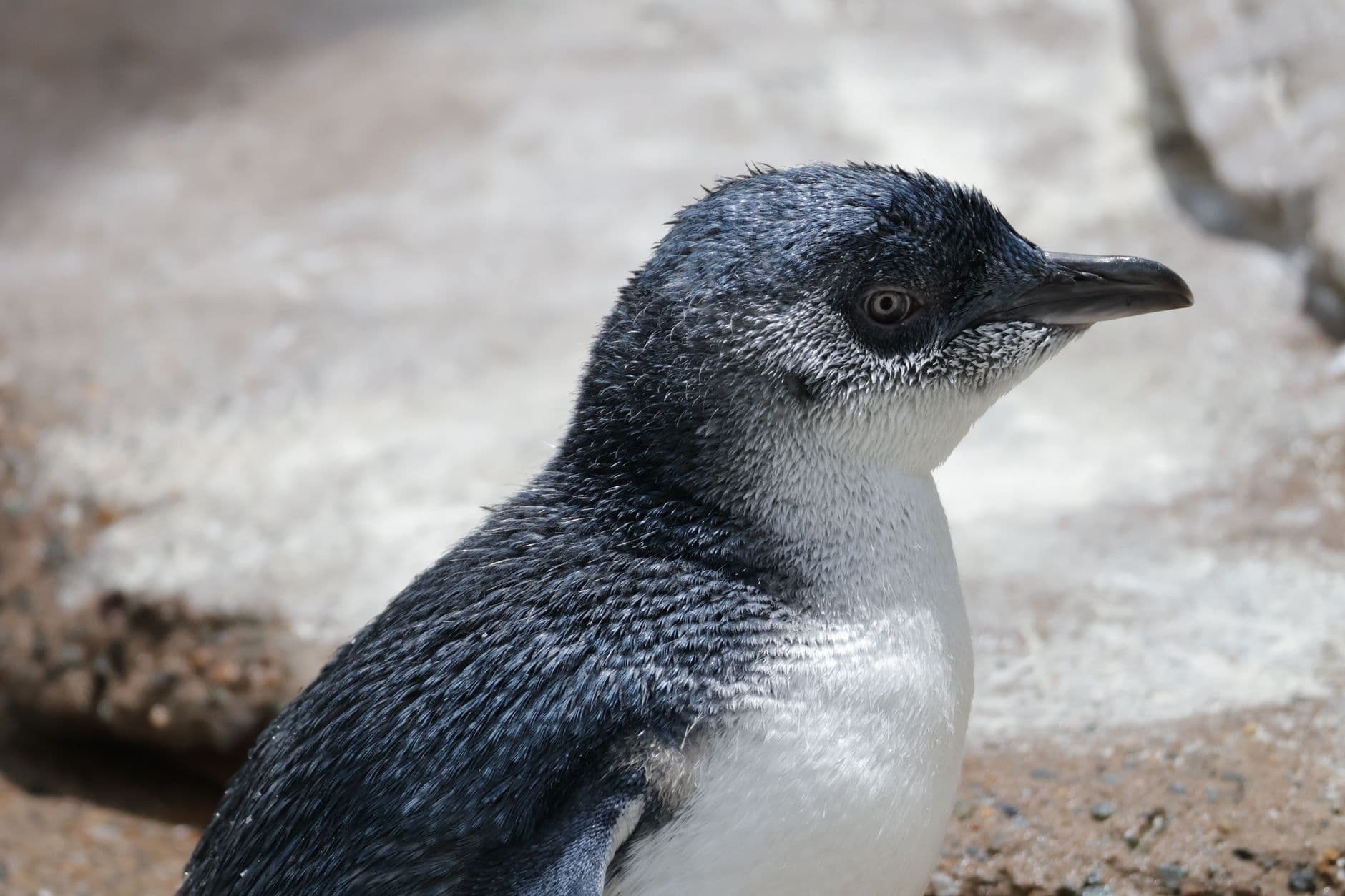 Melbourne & Great Ocean Road Experience - 6 Days holiday gallery photo 4