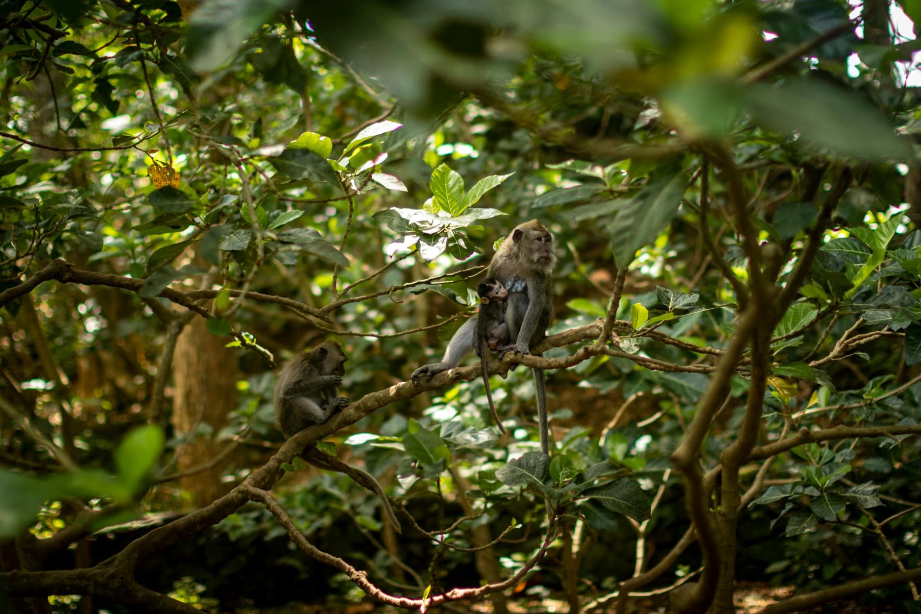 Bali Honeymoon Retreat - 6 Days holiday gallery photo 3